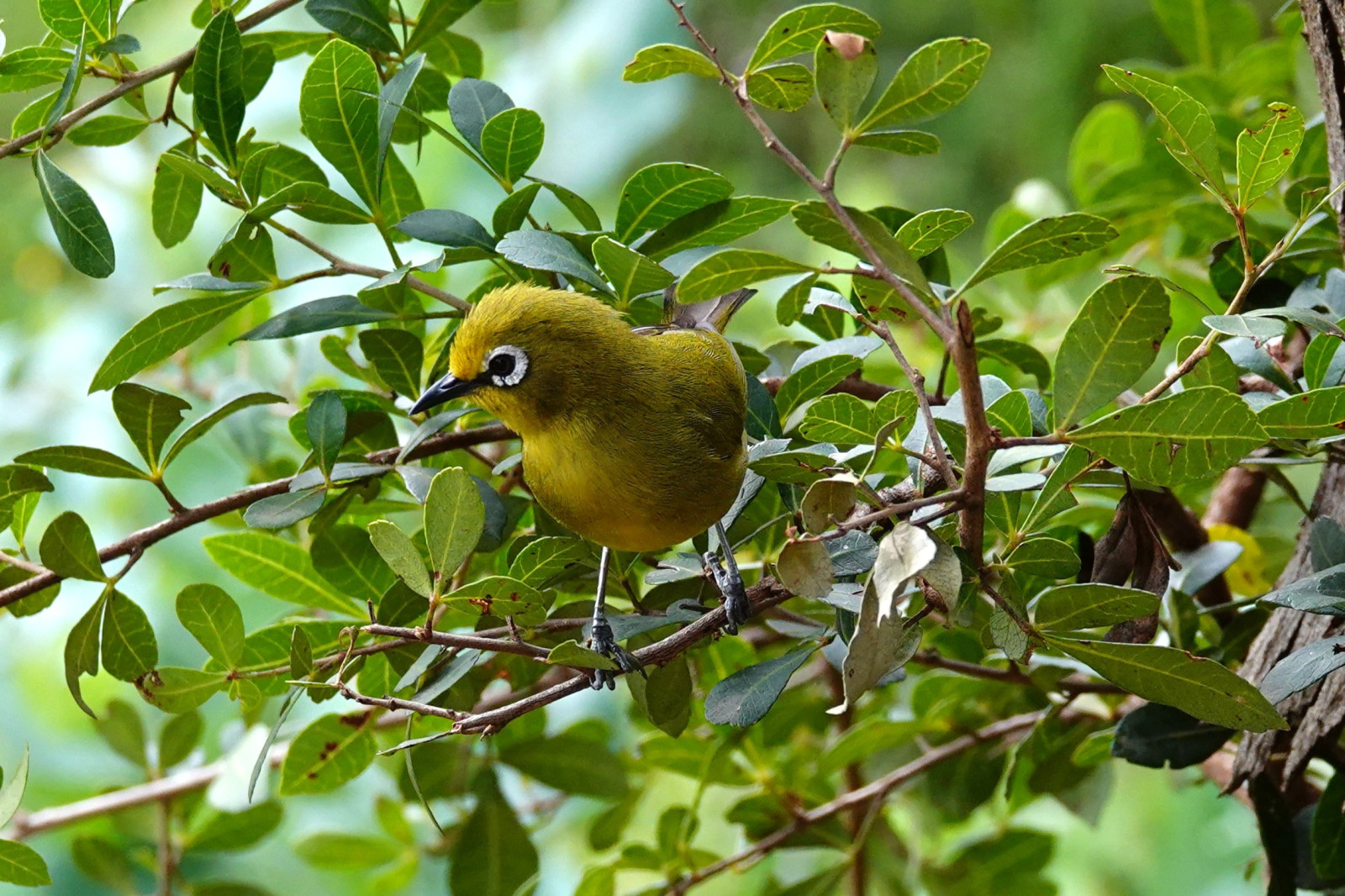 image Kikuyu White-eye